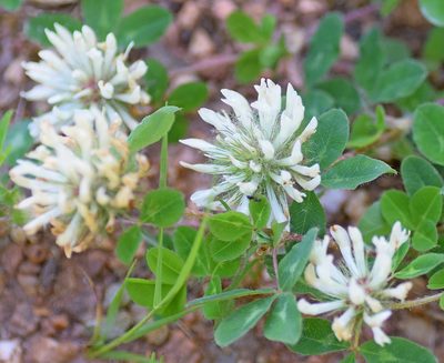 Trifolium pignantii, photographed by Kostas Zontanos