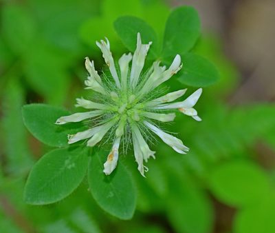 Trifolium pignantii, photographed by Kostas Zontanos