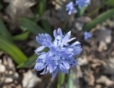 Scilla bithynica, photographed by katunchik