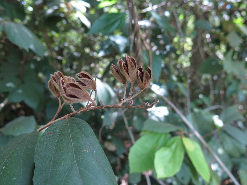 Luehea ochrophylla, photographed by Helio Lourencini