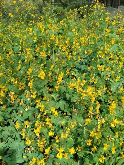 Tropaeolum seemannii, photographed by Alfredo F. Fuentes Claros
