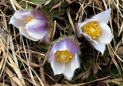 Pulsatilla vernalis, photographed by Karsten Rohweder