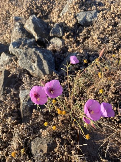 Clarkia arcuata, photographed by Trevor Schalla
