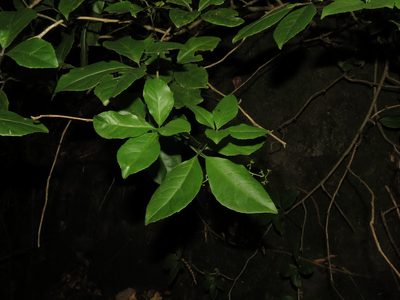Raukaua valdiviensis, photographed by Nicolás Lavandero