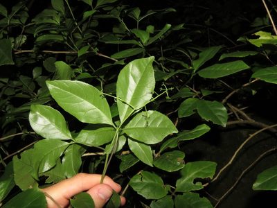 Raukaua valdiviensis, photographed by Nicolás Lavandero
