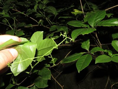 Raukaua valdiviensis, photographed by Nicolás Lavandero