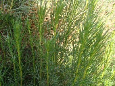 Artemisia atlantica, photographed by Abdenour Kheloufi