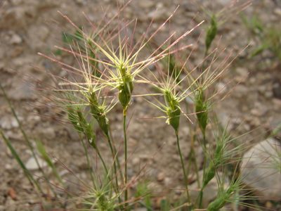 Aegilops biuncialis, photographed by Abdenour Kheloufi