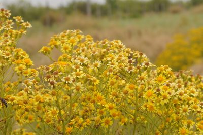 Senecio pampeanus, photographed by aacocucci
