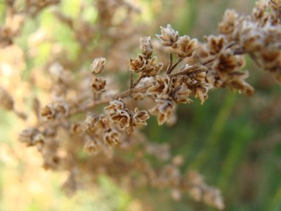 Artemisia atlantica, photographed by Abdenour Kheloufi