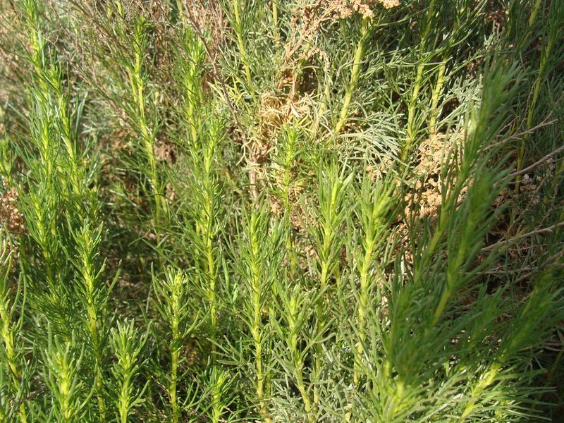 Artemisia atlantica, photographed by Abdenour Kheloufi