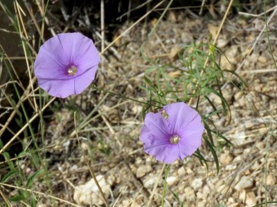 Ipomoea ternifolia, photographed by Katja Schulz