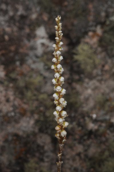 Aa achalensis, photographed by aacocucci