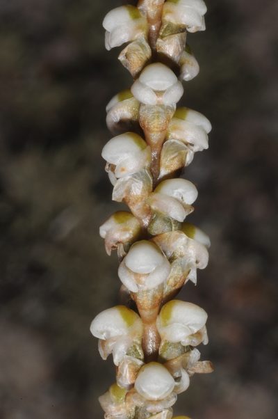 Aa achalensis, photographed by aacocucci