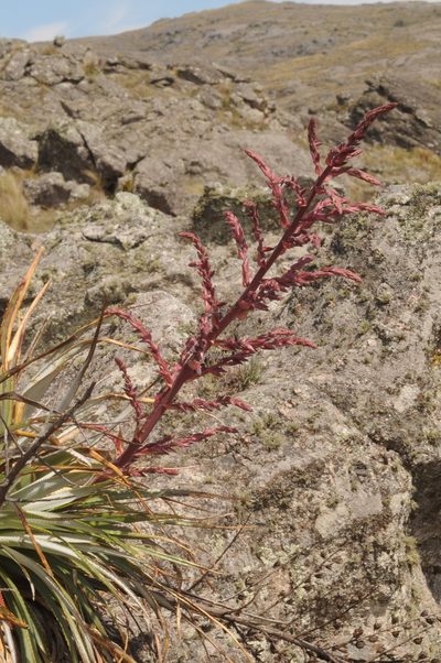 Puya spathacea, photographed by aacocucci