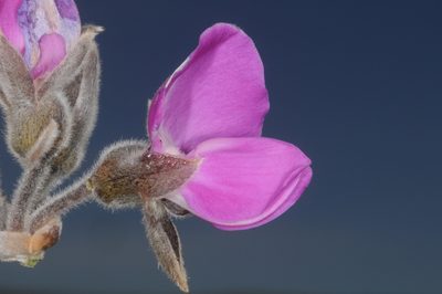 Collaea argentina, photographed by aacocucci