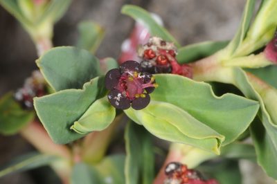 Euphorbia portulacoides, photographed by aacocucci