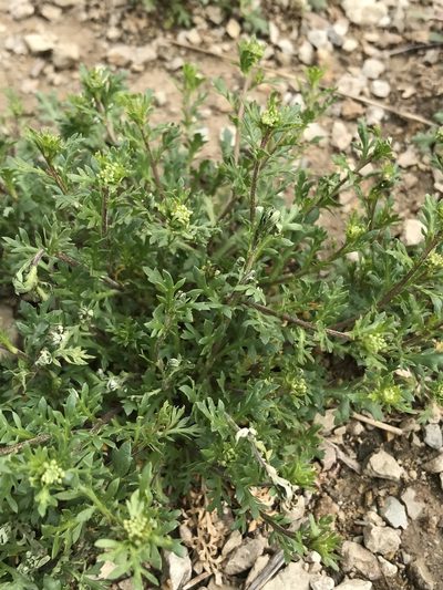 Lepidium oblongum, photographed by Ryan Donnelly