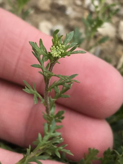 Lepidium oblongum, photographed by Ryan Donnelly