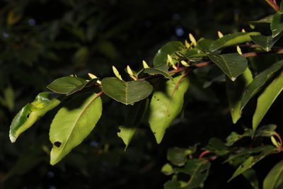 Prunus lusitanica, photographed by Stephen James McWilliam