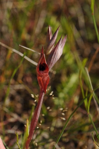 Serapias orientalis, photographed by Todd Boland