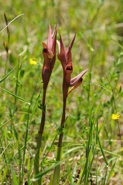 Serapias politisii, photographed by Todd Boland