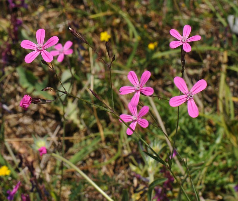 Silene ungeri, photographed by Todd Boland