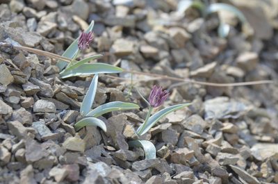 Fritillaria falcata, photographed by My-Lan Le