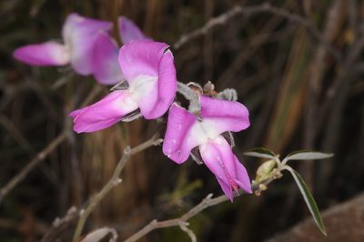 Collaea argentina, photographed by aacocucci