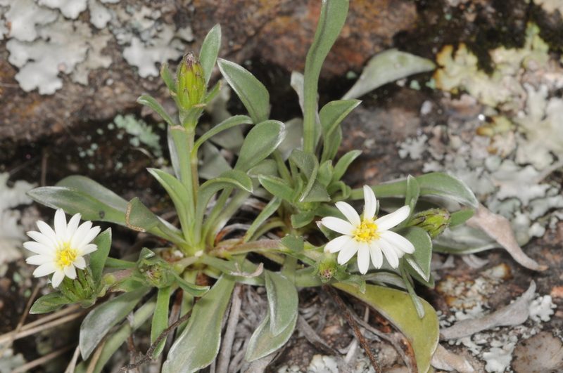 Noticastrum argenteum, photographed by aacocucci