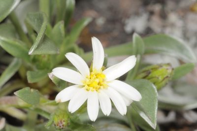Noticastrum argenteum, photographed by aacocucci