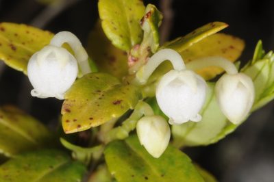 Gaultheria poeppigii, photographed by aacocucci