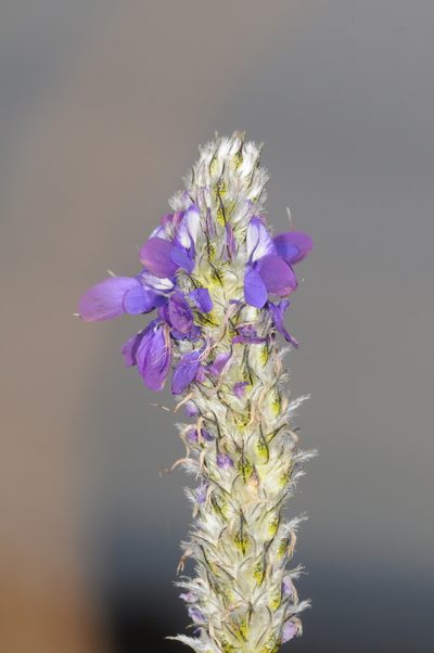 Dalea elegans, photographed by aacocucci