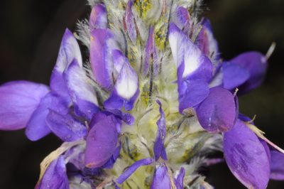 Dalea elegans, photographed by aacocucci