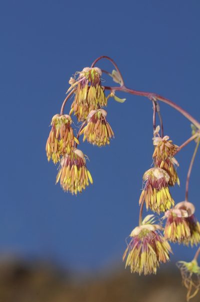 Thalictrum decipiens, photographed by aacocucci
