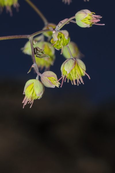 Thalictrum decipiens, photographed by aacocucci