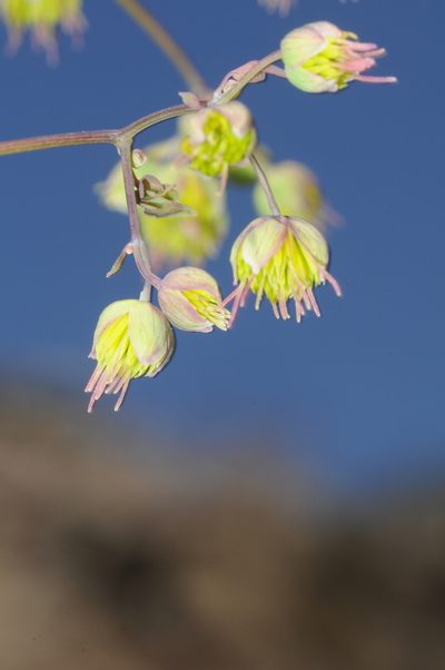Thalictrum decipiens, photographed by aacocucci