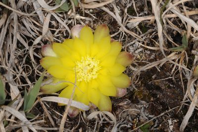 Gymnocalycium andreae, photographed by aacocucci