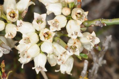 Discaria americana, photographed by aacocucci