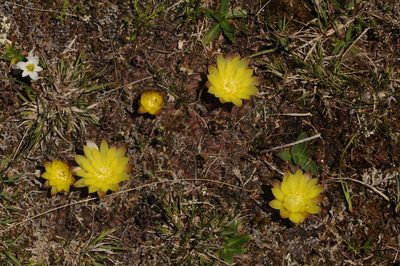 Gymnocalycium andreae, photographed by aacocucci