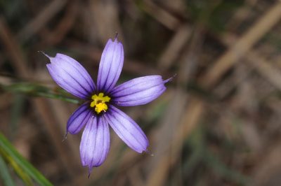Sisyrinchium chilense, photographed by aacocucci