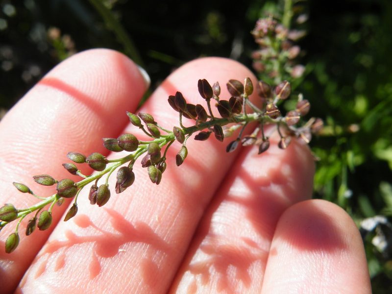 Lepidium africanum, photographed by Antoinette Eyssell Knox
