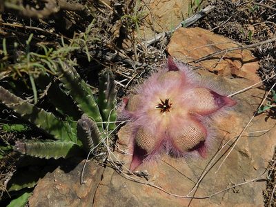 Stapelia hirsuta, photographed by Klaus Wehrlin