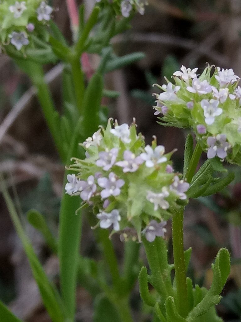 Valerianella coronata, photographed by Karim Haddad