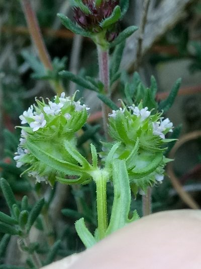 Valerianella coronata, photographed by Karim Haddad
