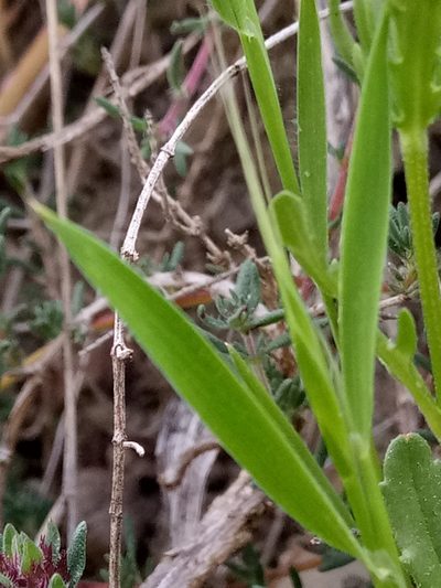 Valerianella coronata, photographed by Karim Haddad
