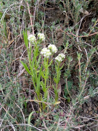 Valerianella coronata, photographed by Karim Haddad