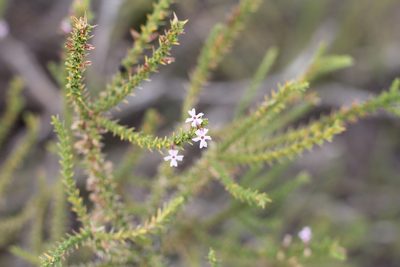 Junellia seriphioides, photographed by Romi Galeota Lencina