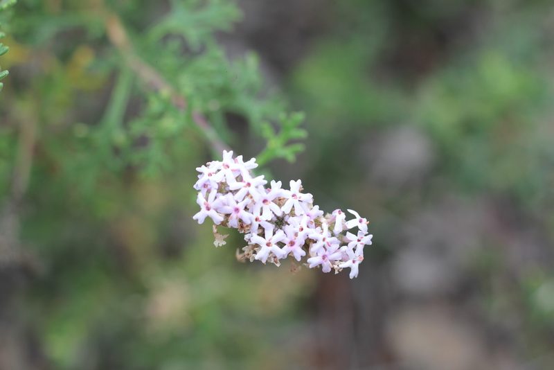 Junellia crithmifolia, photographed by Romi Galeota Lencina