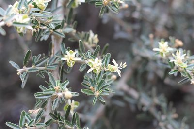 Morisonia atamisquea, photographed by Romi Galeota Lencina